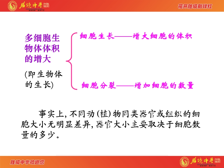 6.1细胞的增殖.ppt_第3页