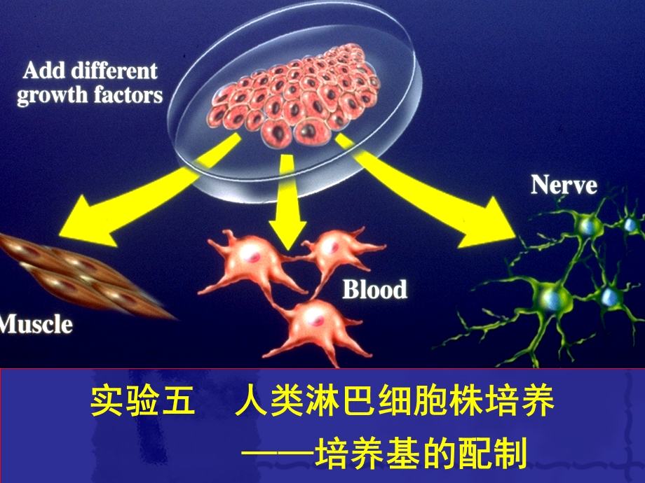 实验五人淋巴细胞的培养2j.ppt_第1页