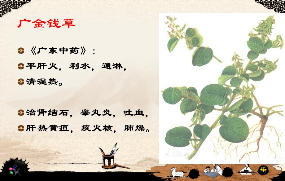 岭南凉茶常用中草药.ppt_第2页