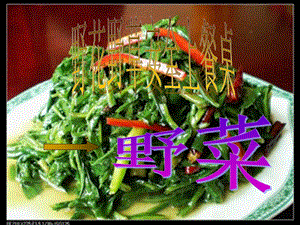 常见野菜习性和食用介绍.ppt