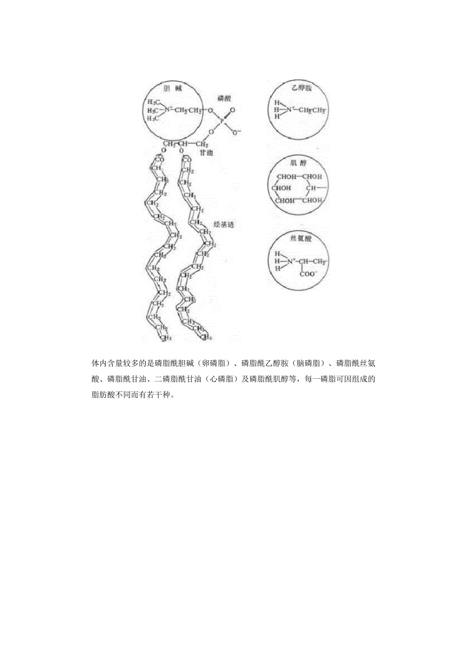 磷脂的元素组成、种类、结构和生理功能.docx_第3页