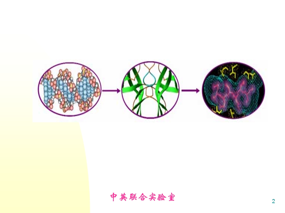 基因组学课件5基因组序列的诠释.ppt_第2页