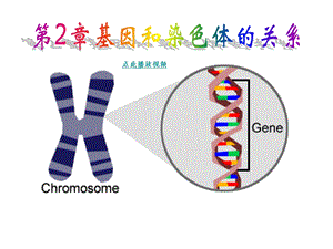 基因和染色体的关系PPT生物必修.ppt