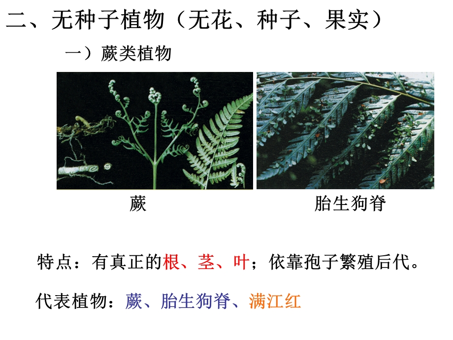 常见的植物课时.ppt_第2页