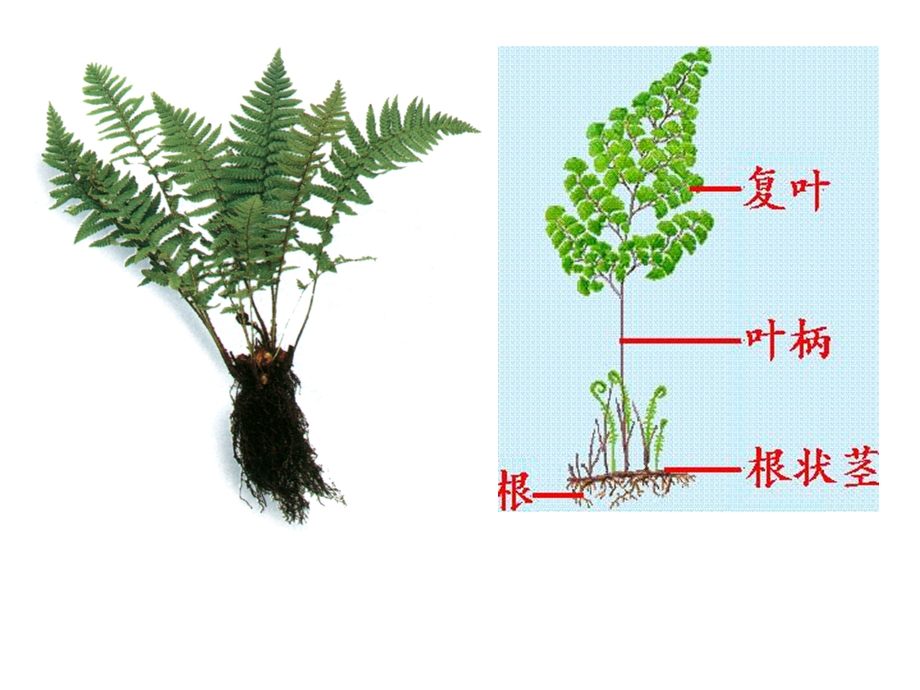 常见的植物课时.ppt_第3页