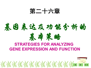 基因表达及功能分析基本策略袁野.ppt