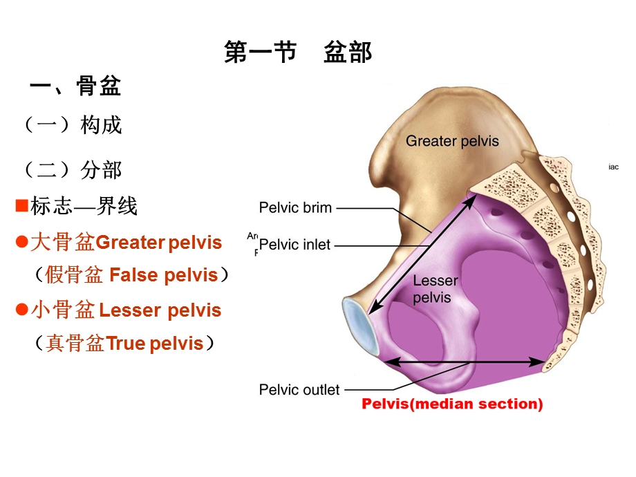 局部解剖盆部与会阴.ppt_第2页