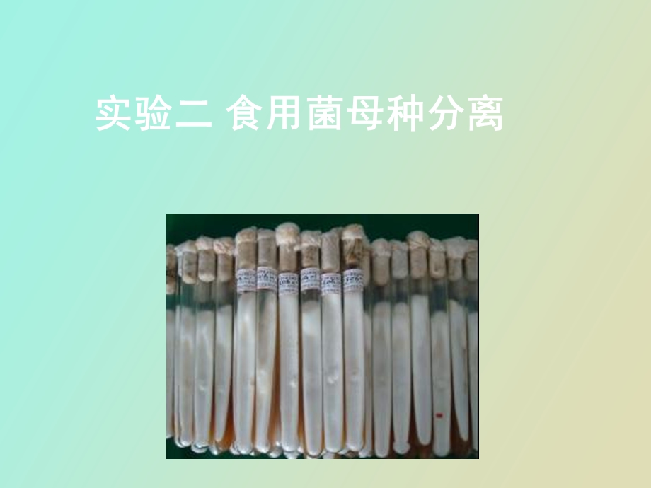 实验菌种分离.ppt_第1页