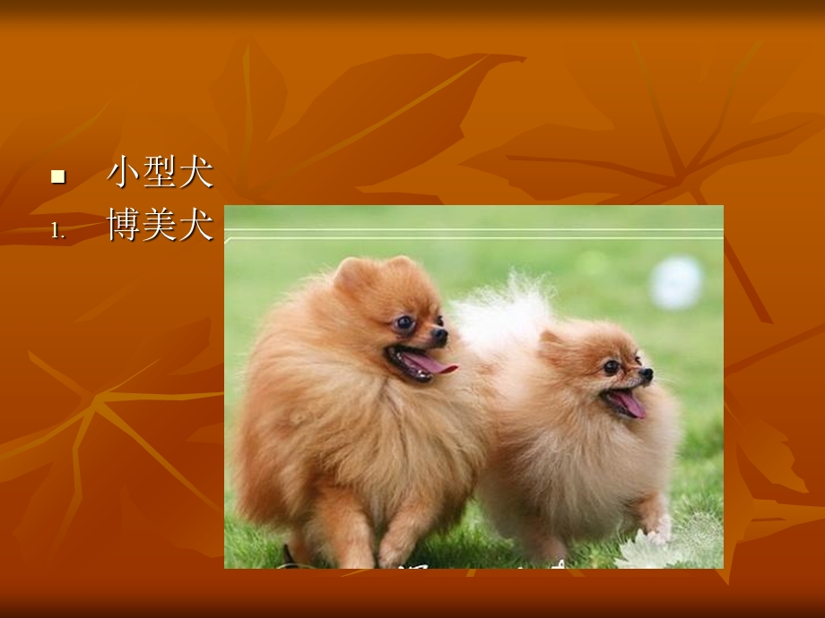 家庭宠物犬的饲养.ppt_第2页