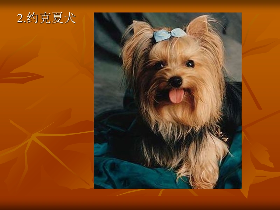 家庭宠物犬的饲养.ppt_第3页