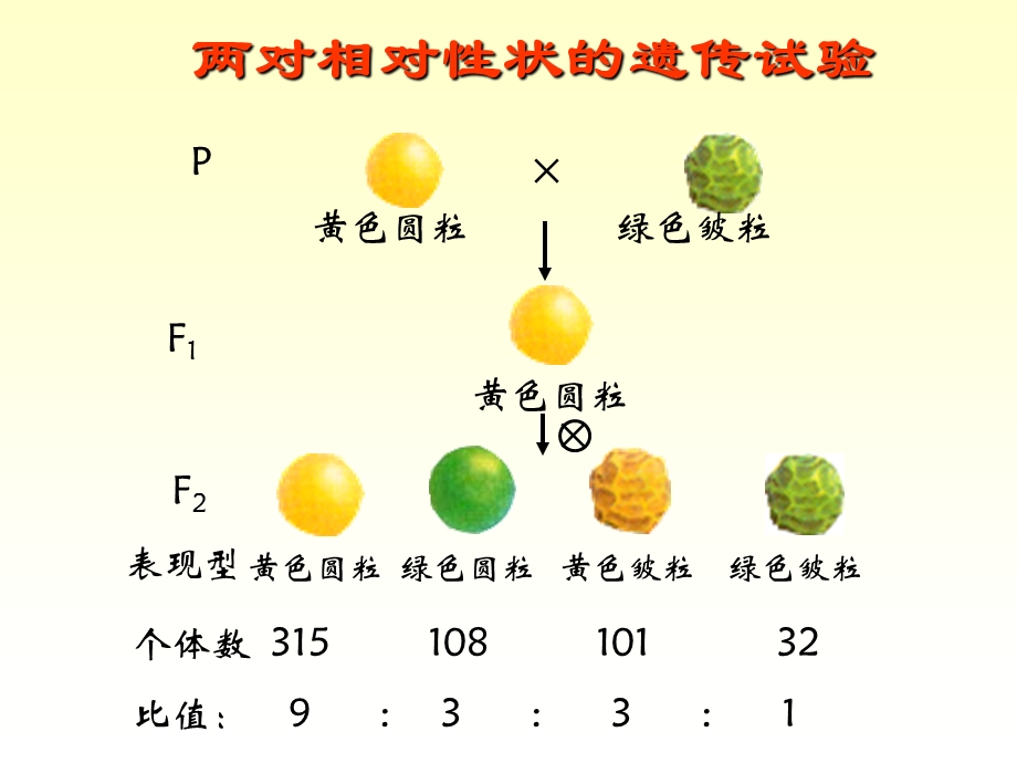 基因自由组合定律修改.ppt_第3页