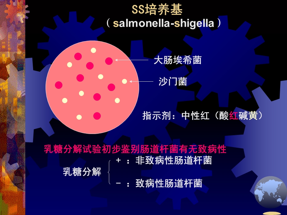 实验六标本中病原菌的分离培养与鉴定.ppt_第3页