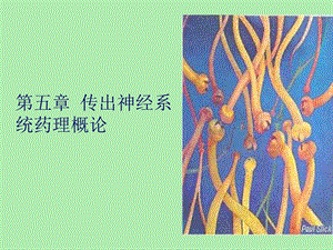 外周神经系统.ppt