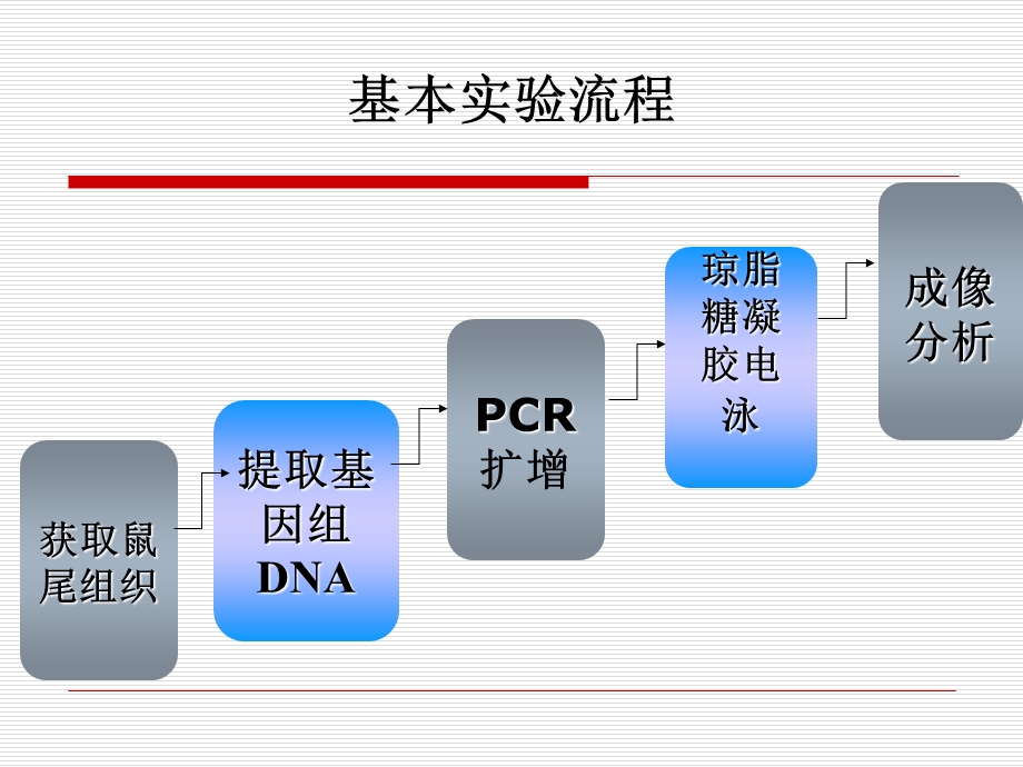 基因敲除小鼠的实验流程.ppt_第1页