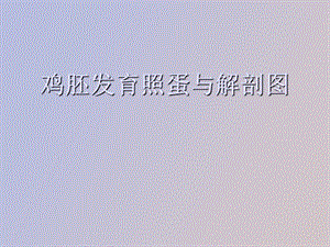 家禽的胚发育.ppt