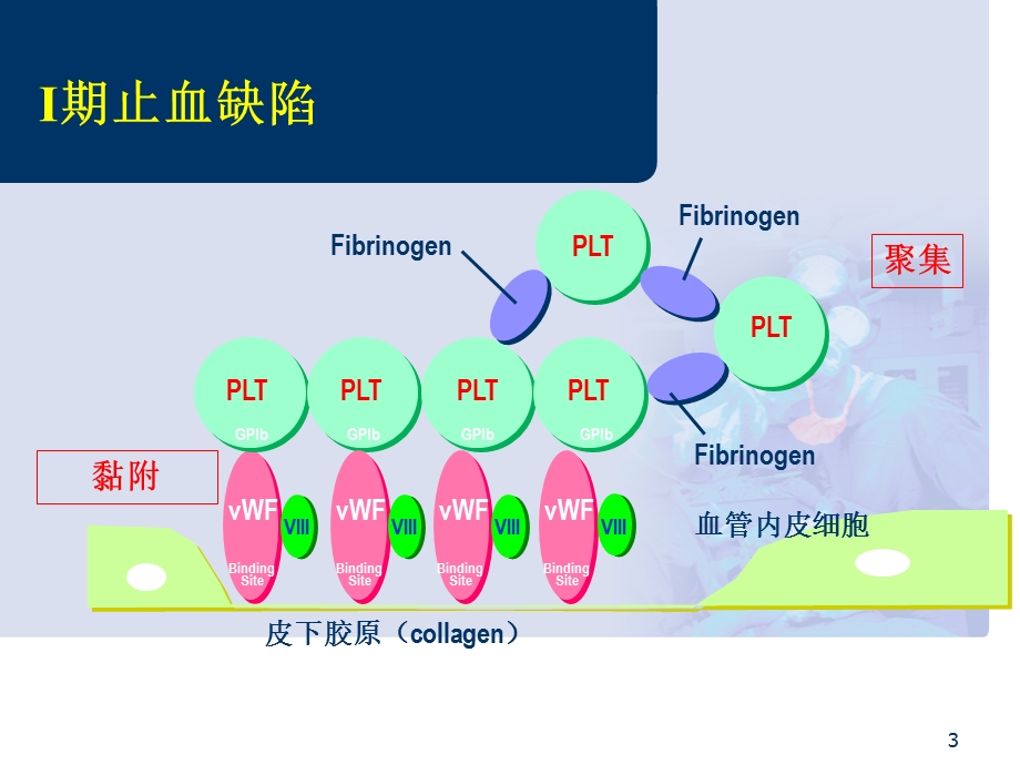 外科出血的内科处理.ppt_第3页