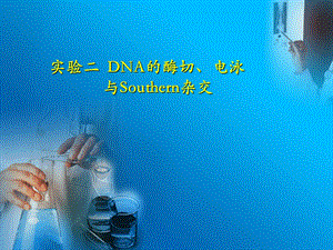实验二DNA的酶切、电泳与Southern杂交.ppt