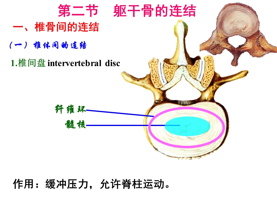 实验5关节一躯干骨、上肢骨的连接.ppt_第2页