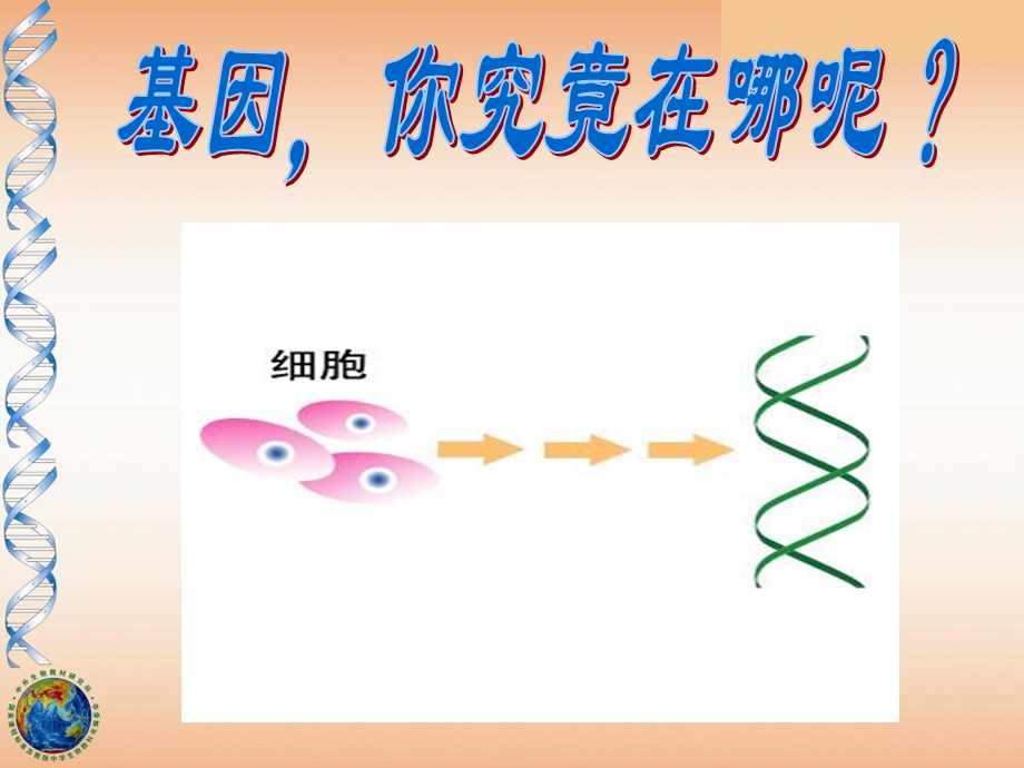 外国语学校蔡敬辉《基因在染色体上》.ppt_第2页