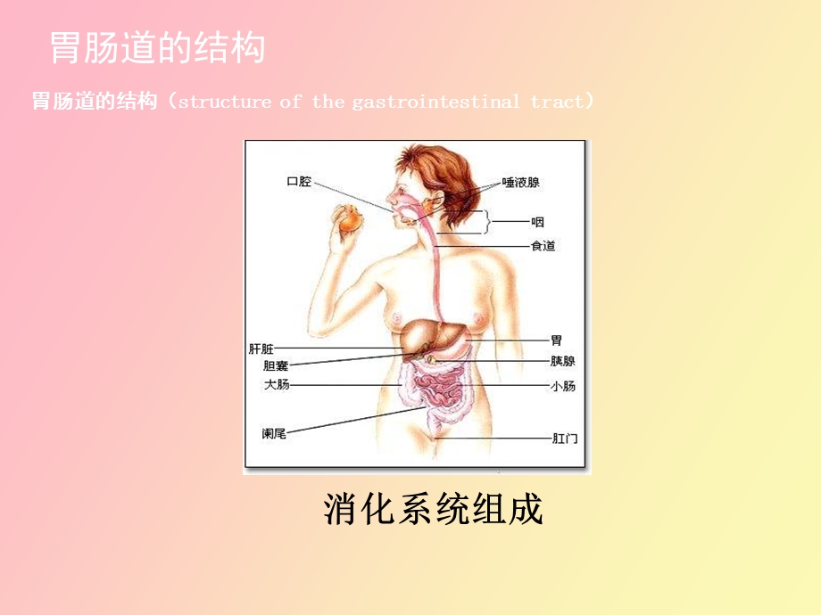 急性胃肠损伤.ppt_第2页