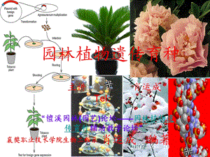 教案知识模块一园林植物遗传育种基本知识.ppt