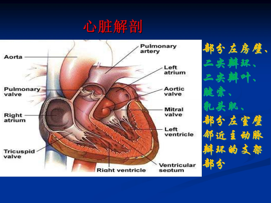 教学课件第8版内科学课件二尖瓣关闭不全.ppt_第2页