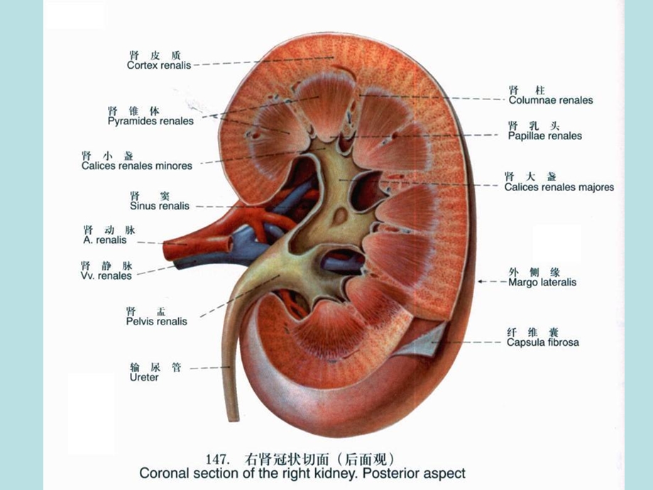 教学课件第三节-慢性肾小球肾炎病人的护理.ppt_第3页