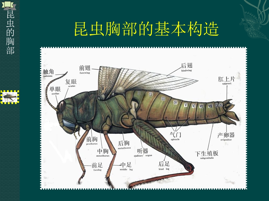 昆虫胸部的基本构造.ppt_第1页