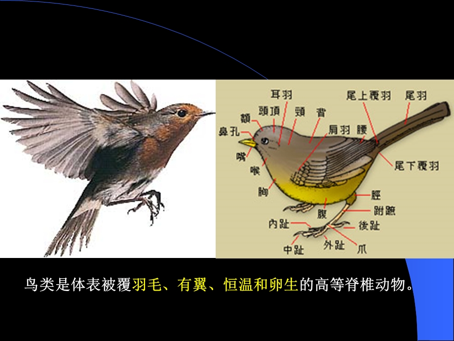 第4章 观赏鸟.ppt_第2页