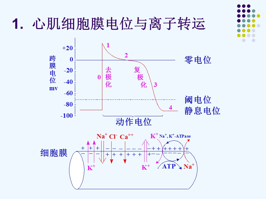 教学实践药化.ppt_第2页