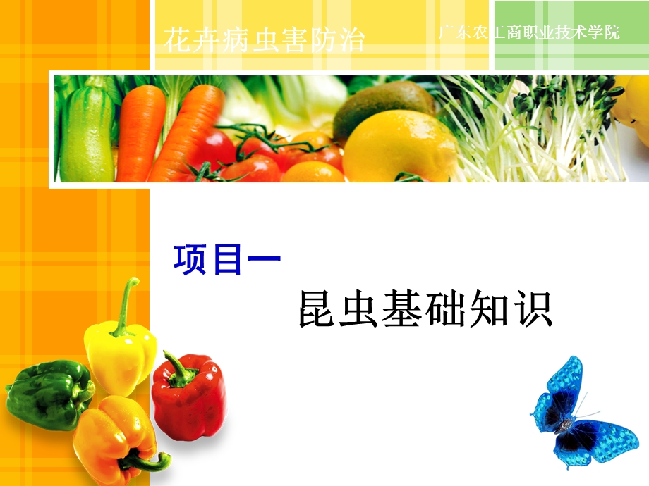 昆虫的身体构造及功能.ppt_第1页