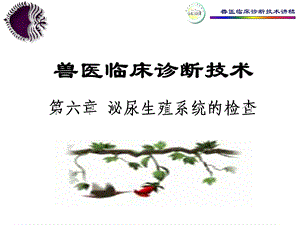 教学课件：第六章泌尿生殖系统的检查教程.ppt