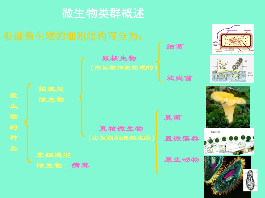 微生物的类群.ppt_第2页