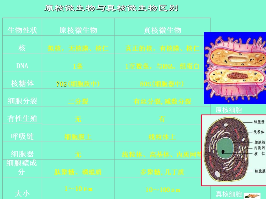 微生物的类群.ppt_第3页