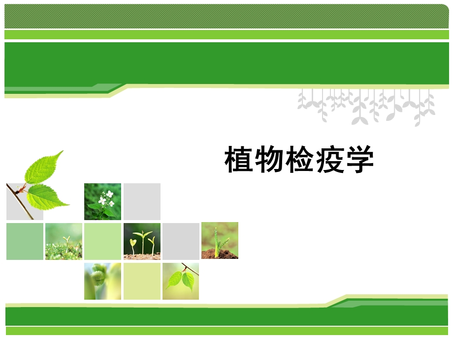 植物检疫的特点.ppt_第1页