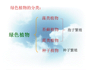 教学课件：第二节-种子植物.ppt