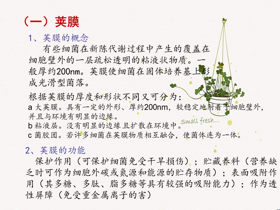 微生物的形态结构.ppt_第3页