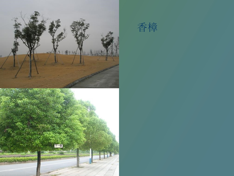 景观植物常识.ppt_第2页