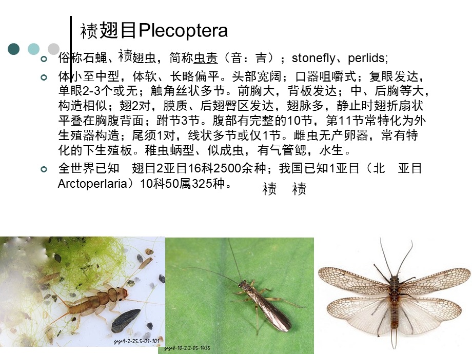 昆虫识别与鉴定绩缨.ppt_第3页