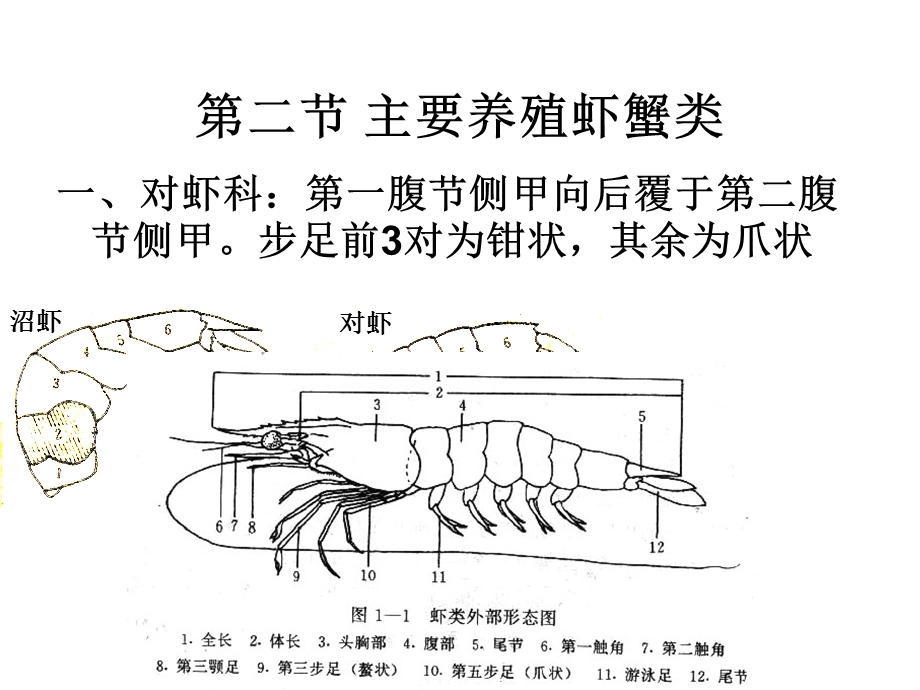 教学课件第二：主要养殖虾蟹类.ppt_第1页