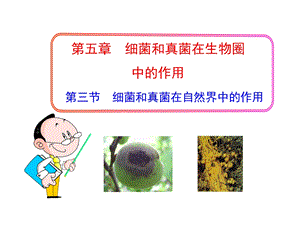 教学课件第四节细菌和真菌在自然界中的作用.ppt