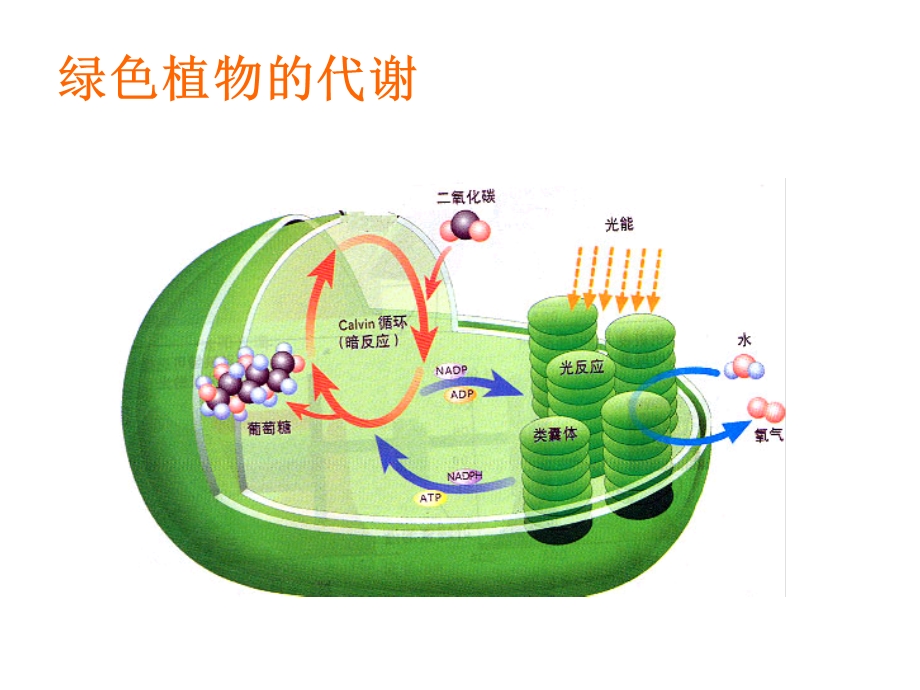 总复习光合作用.ppt_第1页