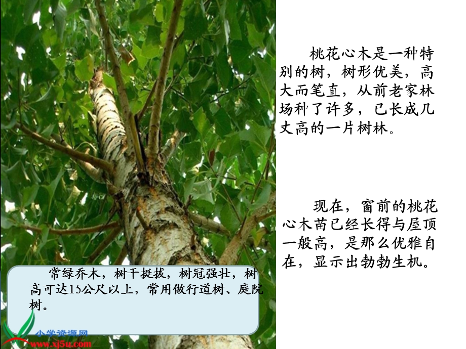 桃花心木教学课件.ppt_第3页