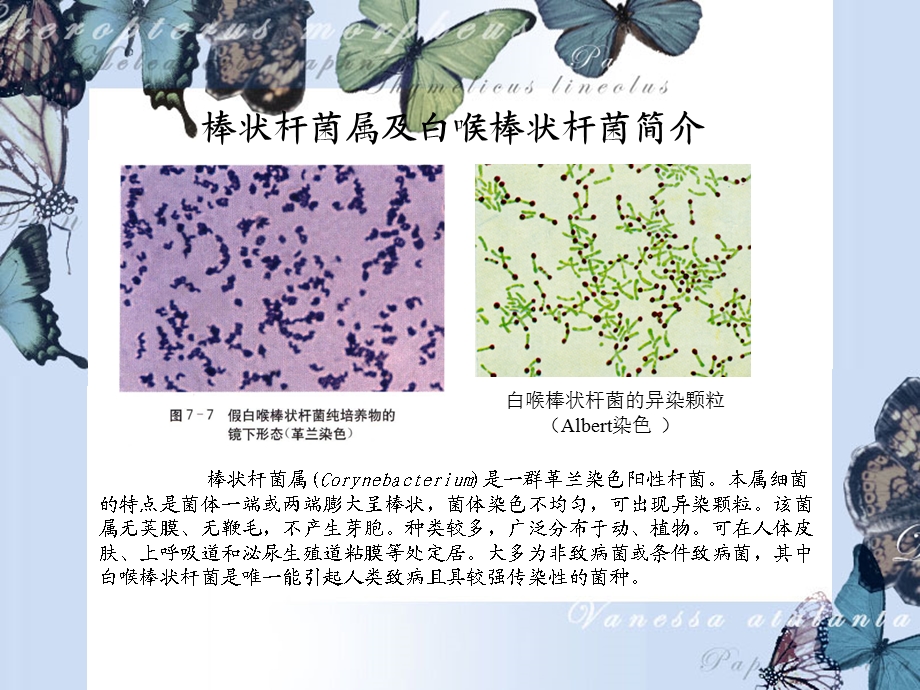 微生物之棒状杆菌.ppt_第3页