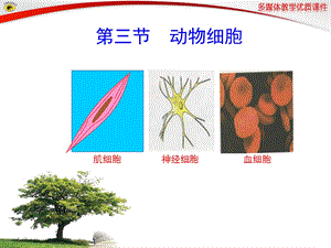 教学教学课件第三节动物细胞教学课件.ppt