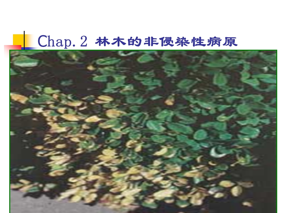 林木病理学2生理性病害.ppt_第1页