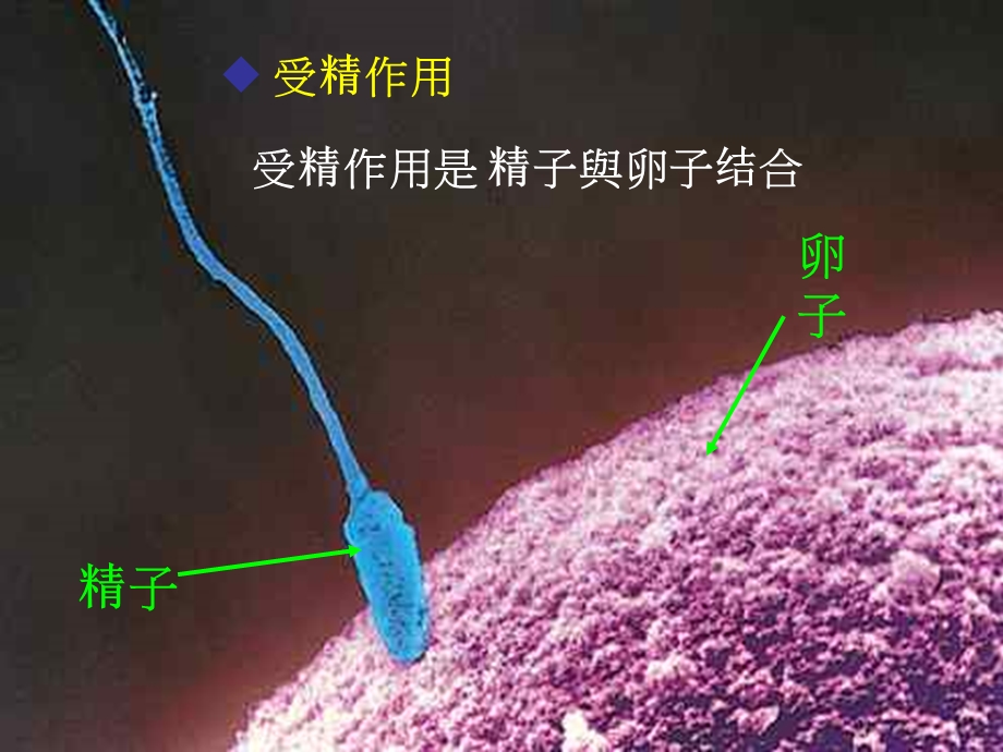 新生命的诞生浙教版.ppt_第2页