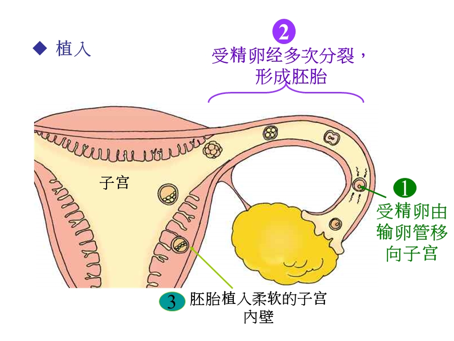 新生命的诞生浙教版.ppt_第3页