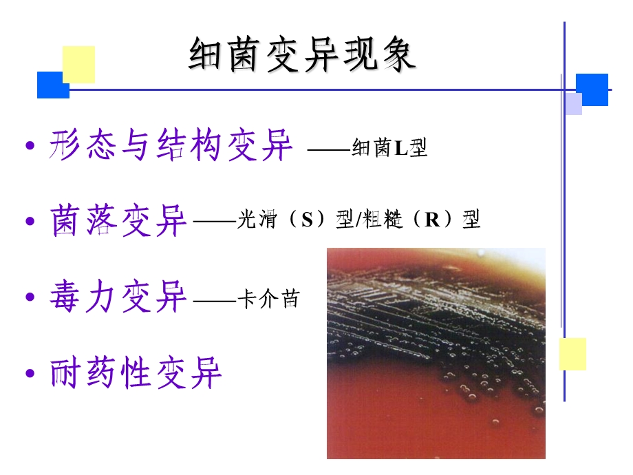 微生物4噬菌体5细菌的遗传变异.ppt_第3页