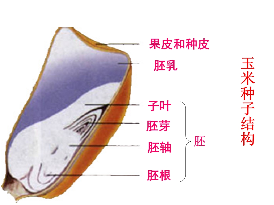 教学课件第一节种子的萌发.ppt_第2页